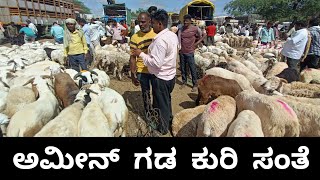 ಅಮೀನ್ ಗಡ ಕುರಿ ಸಂತೆ  AMINGAD SHEEP MARKET [upl. by Lazes]