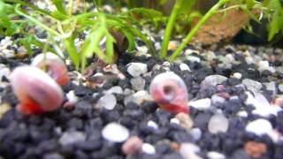 3 Wochen Alte Kampffisch Babies 3 weeks old Betta Splendens [upl. by Nnailuj]