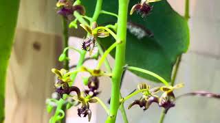 Phalaenopsis difformis blooms  very small flowers [upl. by Nelleoj]