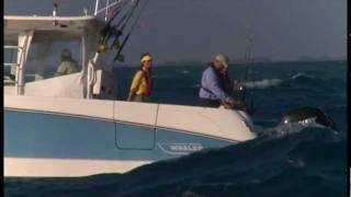 Boston Whaler 370 Outrage  Fishing Video [upl. by Faustus]