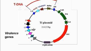 Agrobacterium Mediated Transformation [upl. by Sivartal]