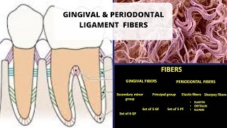 GINGIVAL AND PERIODONTAL LIGAMENT FIBERS [upl. by Annalla206]