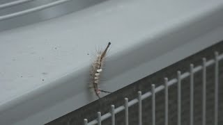 Tussock moth caterpillars pose risk of rash [upl. by Anastasia629]