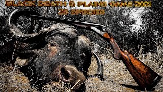 Thwane Safaris Africa Hunting Buffalo and 24 other Species [upl. by Eenahs]