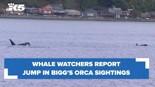 Whale watchers report increase in Biggs orca sightings [upl. by Silliw]