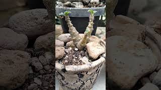 Pachypodium windsorii dwraf from [upl. by Neelcaj]