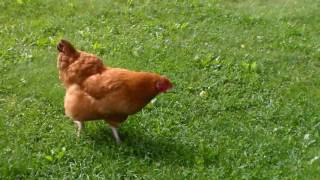 Buff Orpington and Golden Laced Wyandotte Cross Chicken [upl. by Humphrey132]