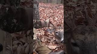 Met another hunter in the woods deerhunting hunting deerhunt deerhunter huntinggame [upl. by Placido]