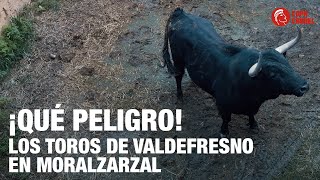 PELIGROSO desembarque de los TOROS en MORALZARZAL [upl. by Anhavas143]