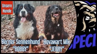 Berner Sennenhund quotBOBBYquot und Hovawart Mix quotJERRYquot  Unsere Hunde [upl. by Glennon]