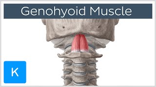 Geniohyoid Muscle  Origins amp Function  Human Anatomy  Kenhub [upl. by Nnyleuqaj515]