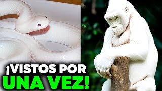 15 ANIMALES ALBINOS Que Nacen UNA Vez Cada MIL Años 🦍 [upl. by Salesin]