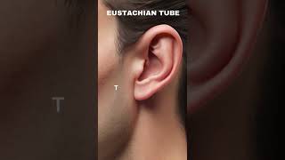 quotThe Eustachian Tube Equalizing Pressure Between the Middle Ear and Nosequot [upl. by Ognimod]