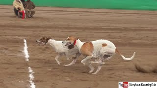 drag race in Pakistan 2024  greyhound racing video [upl. by Moncear]