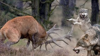 El Majestuoso Ciervo Defensor de su Territorio [upl. by Poirer]