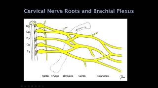 1 Quick Reviews Neurology Localization [upl. by Mandell]