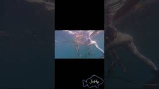 Spearfishing cobia in an offshore spring [upl. by Cheria]