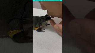 Cooking frog with a gift of a watch।🐸 shortvideo [upl. by Hamian744]