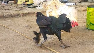 Three baby chicks with mother hen and father aseel rooster eating food 236780 [upl. by Tolman]