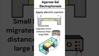 Agarose Gel Electrophoresis electrophoresis dna [upl. by Ahel]