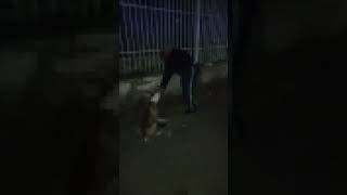 Foggia pitbull aggredisce anziano Salvato da Guardia Giurata [upl. by Boyden]