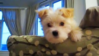 Morkie Puppy Playing On The Couch [upl. by Aisad]