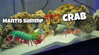 GIANT SMASHING Mantis Shrimp VS Red Claw CRAB [upl. by Ahsial]