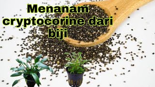 tanam cryptocorine dari biji tumbuh subur [upl. by Urquhart]