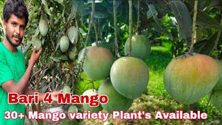 Bari 4 Mango Review  Best Late variety mango in Indiaबारी ४ आम कि पुरा जानकारी Call8515849729 [upl. by Eissert]