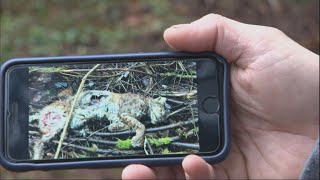 Faune sauvage en France  des primes contre les braconniers pour briser lomerta [upl. by Kirrad]