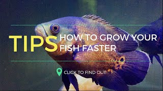 You Can Grow Your Oscar Fish Faster from my own experienceTamil [upl. by Lenoj]