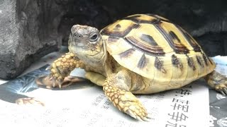 LIOW VIDEO Adopted a cute Hermanns Tortoise 赫曼陆龟 [upl. by Ieso376]