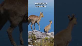 Klipspringer Facts 5 Fascinating Things About Klipspringers You Wont Believe  Fauna Fax Shorts [upl. by Moberg974]