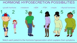 ENDOCRINE SYSTEM EFFECTS OF THE HYPOSECRETION OF HORMONES [upl. by Ellinnet]