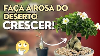 Técnica para Rosa do Deserto CRESCER mais rápido [upl. by Laetitia]