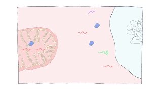 Synchronized Mitochondrial and Cytosolic Translation [upl. by Ruhnke674]