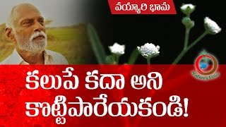 Natural Farming  Beneficial aspects of Parthenium hysterophorusవయ్యారిభామ ఉపయోగాలు [upl. by Siesser]