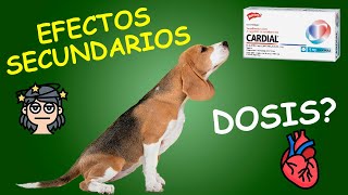 Insuficiencia cardíaca en PERROS Diagnóstico y tratamiento [upl. by Clarette]