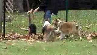 Shelties barking at little dog [upl. by Doralynn597]