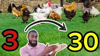 How To Rear Local Chickens 🐔 He Started with 3 and Now He Has About 30 Birds [upl. by Eidas]