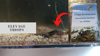 Elevage Triops cancriformis [upl. by Sorodoeht]