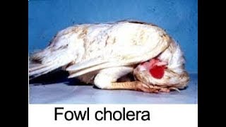 Fowl cholera or pasteurellosis disease treatment and prevention [upl. by Ettennahs126]