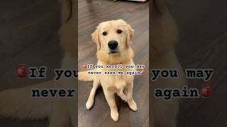 Hi I’m Chloe❤️ dog puppycute dogshortsgoldenretriever cutepet cutepuppycuteanimal trending [upl. by Jochbed]