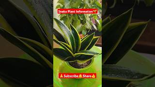 Snake Plant Information shorts viralvideo gardening plantgrowth plantcare snakeplant plants [upl. by Attenaej]