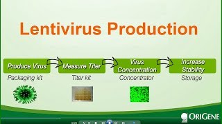 Lentivirus production  packaging titermeasuring and stabilizing [upl. by Babby601]