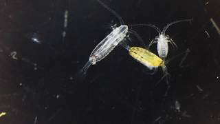 Copepods [upl. by Thaddaus]