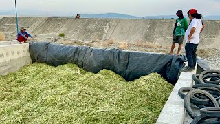 CORN HARVESTING and ENSILING Mahirap ba mag Sillage Pwede ba Gawin ng mga Backyard Cattle Raisers [upl. by Radmen]