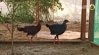 Siamese fireback pheasant for sale WA 082170467711 [upl. by Lirrehs62]