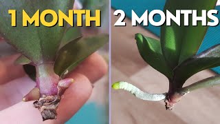 Orchid KEIKI  How to grow ROOTS on orchid  Update [upl. by Naitsirc]