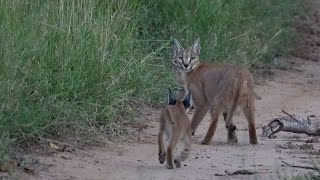 A CARACAL with 2 KITTENS 🐱 New LEOPARD cubs 🐆 The NTSEVU pride 🦁 [upl. by Acinomaj]